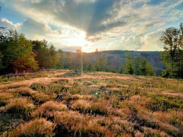 Waldwoche