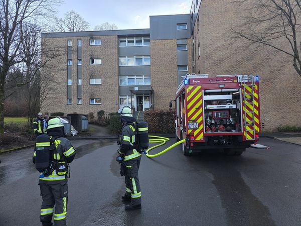 Zimmerbrand  Asternwinkel