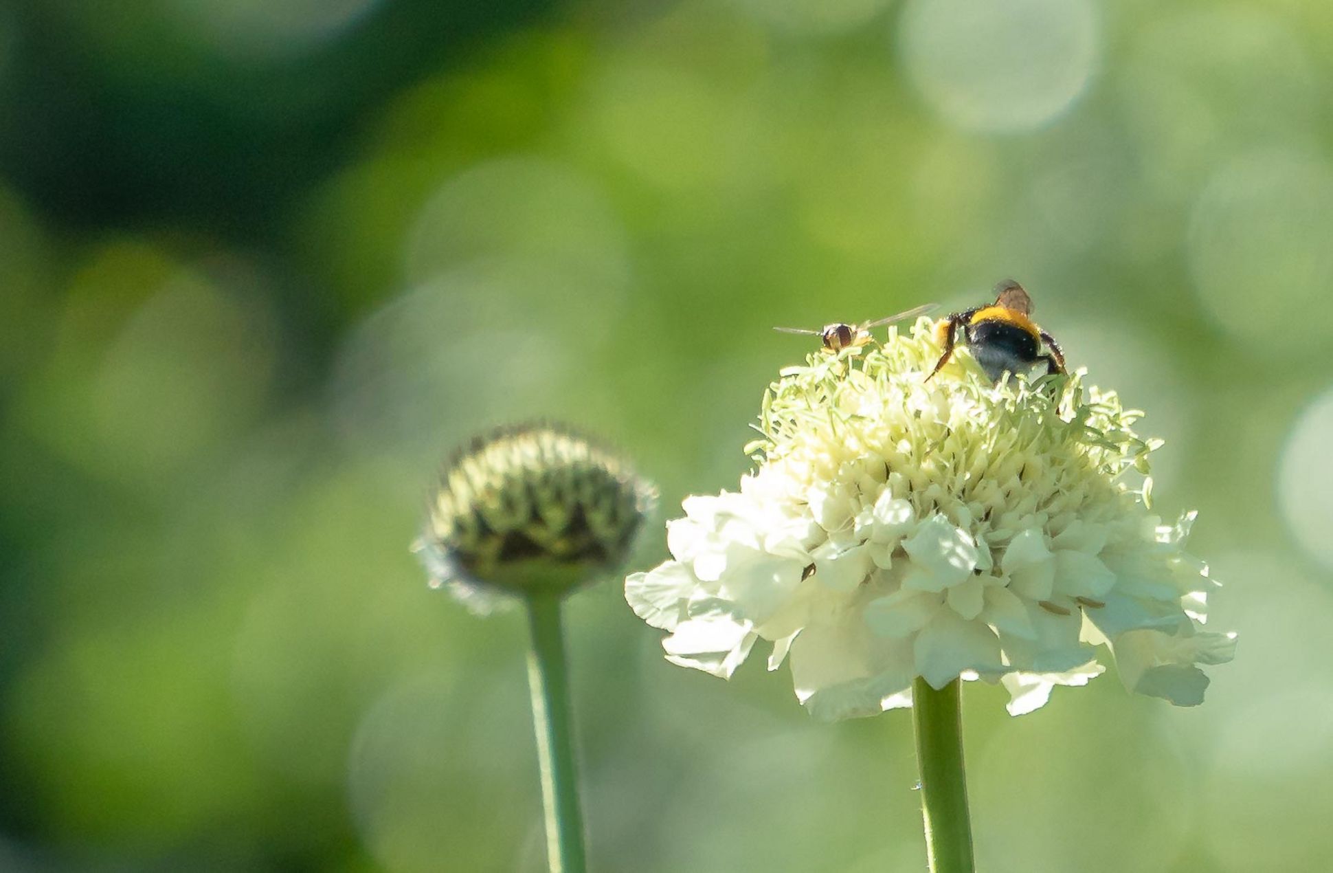 Biene auf Blüte als Hinweis auf das Projekt Offene Gärten im Ruhrbogen