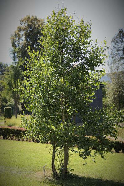 Betula Pendula - 1