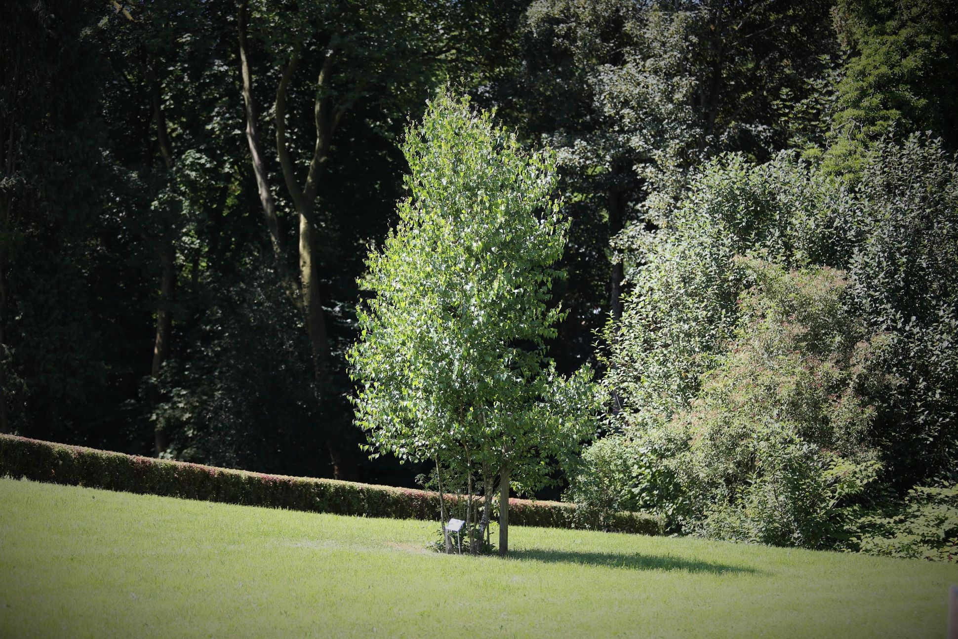 Betula Pendula