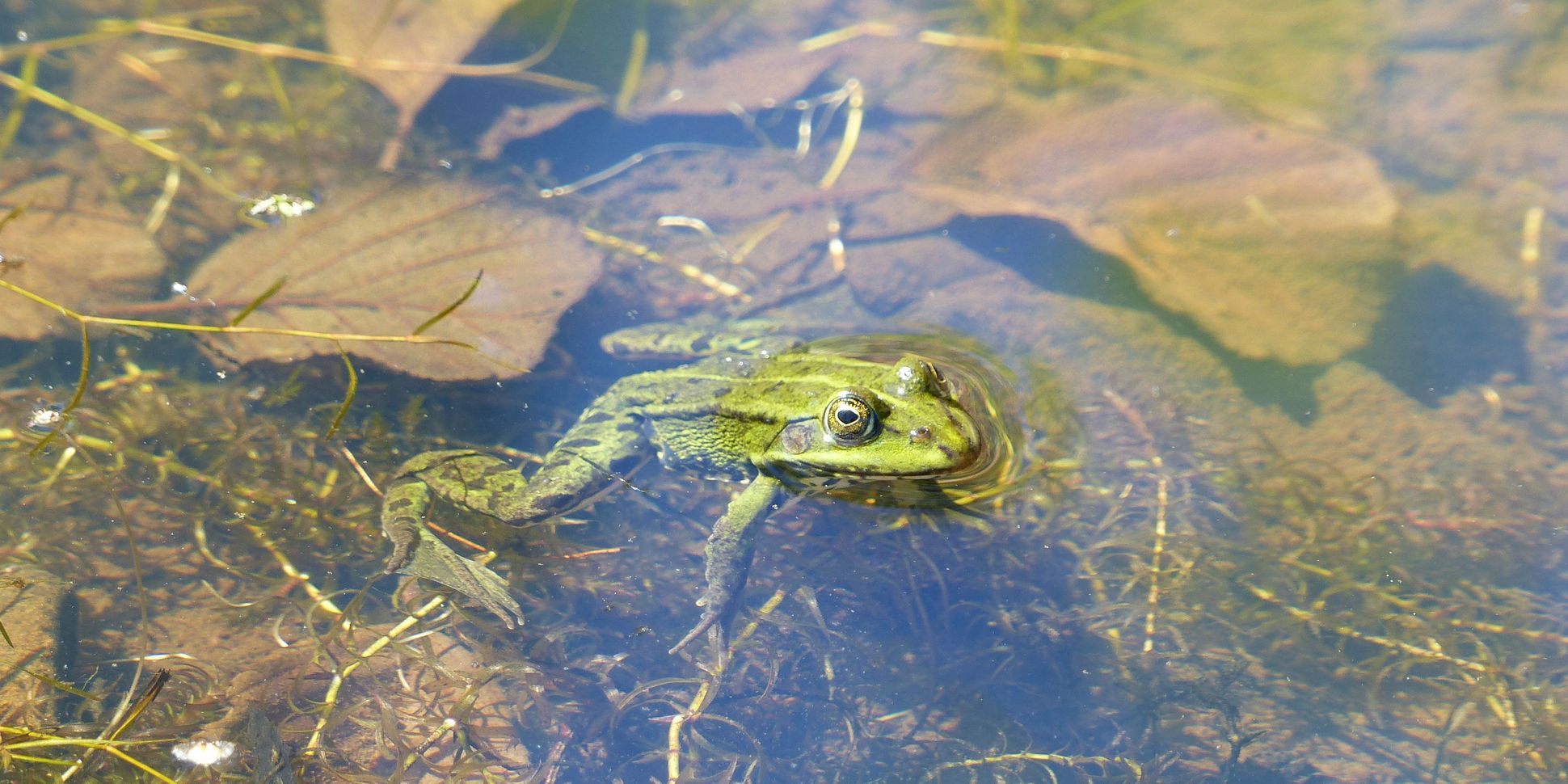 Beispielbild Laubfrosch