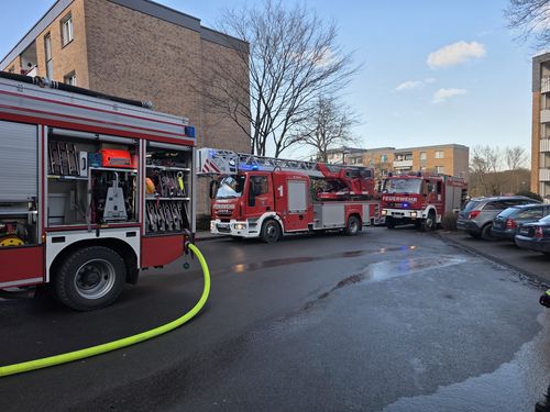 Zimmerbrand  Asternwinkel