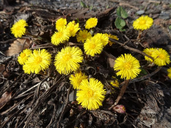 Kräuterwanderung am 31. März