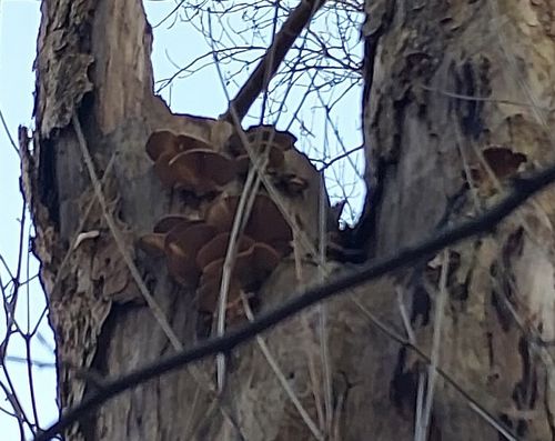 Pilzbefall an Bäumen an der Grimmestraße
