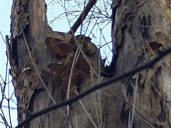 Pilzbefall an Bäumen an der Grimmestraße