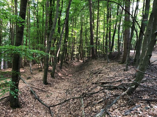 Wald